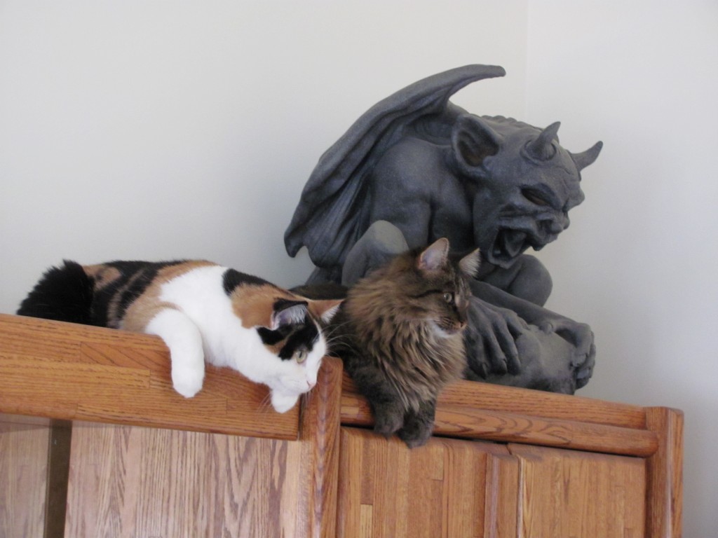 cats w Gargoyle 007